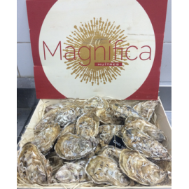 Special La Magnifica 品味之蠔 No.2x12隻